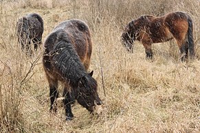 Exmoor Pony