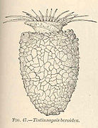 Tintinnopsis beroidea (Codonellidae).