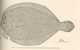 Engyprosopon hawaiiensis