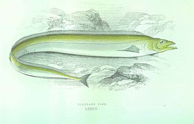 Lámina de Lepidouos caudatis na obra de Jonathan Couch (1877) History of the Fishes of the British Isles, 1877.
