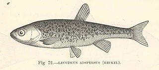 <i>Delminichthys adspersus</i> Species of fish