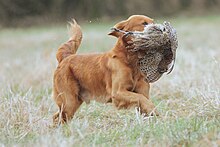 Golden Retriever retrieves a game bird at a retriever trial FTCB181207.jpg