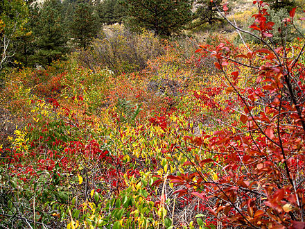 Fall colors, Poudre Canyon