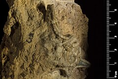 File:Fayoumaster pharaonum (MNHN.F.A27265) 03.jpg (Category:Echinodermata in the Muséum national d'histoire naturelle)