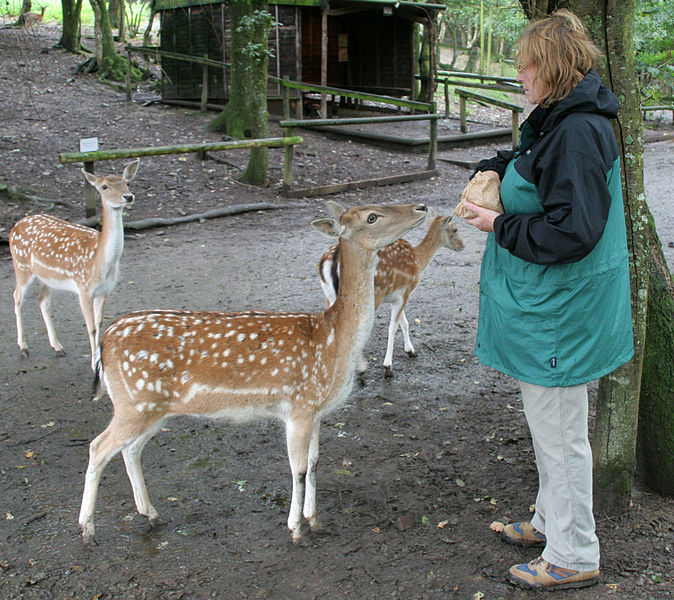 File:Feeding the Deer (2761795727).jpg - Wikimedia Commons