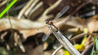 <i>Austroargiolestes amabilis</i> Species of damselfly