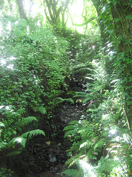 File:Ferns in the trees - August 2011 - panoramio.jpg