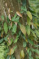 Ficus sarmentosa 珍珠蓮 蓮華池 (plj.johnny).jpg