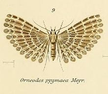 Gbr.09-Alucita pygmaea.JPG