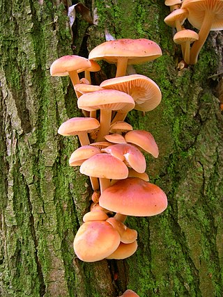 <i>Flammulina velutipes</i> Species of edible mushroom