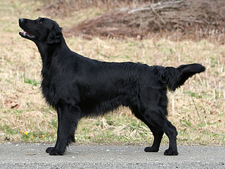 <span class="mw-page-title-main">Flat-coated Retriever</span> Dog breed
