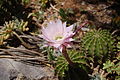 Une fleur d'Echinopsis.