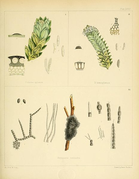 File:Flora Antarctica Plate LXVII.jpg