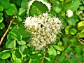 Spiraea Betulifolia