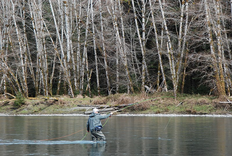 File:Fly fisherman fishing queets river casting c bubar march 05 2015 (17370128522).jpg