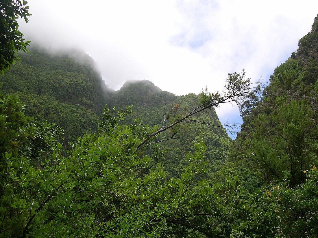 File:Forest Los Tilos.jpg