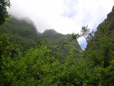 Forest Los Tilos.jpg