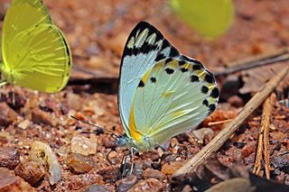 <i>Belenois theora</i> Species of butterfly