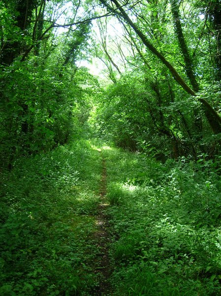 File:Former Ardingly Branch Line - geograph.org.uk - 859564.jpg