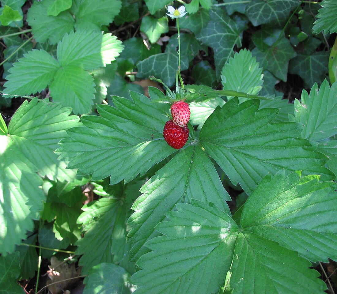 Fragaria vesca