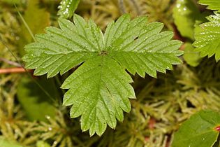 Fragaria vesca