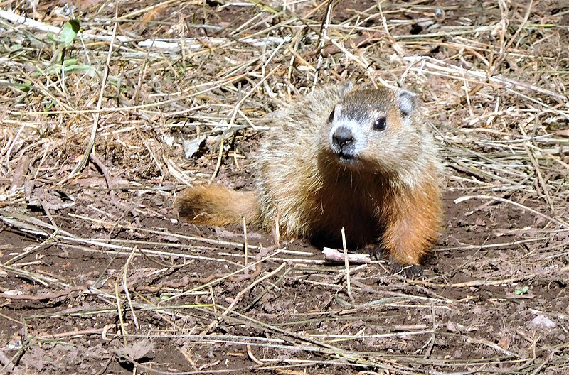 File:Fred la marmotte.jpg