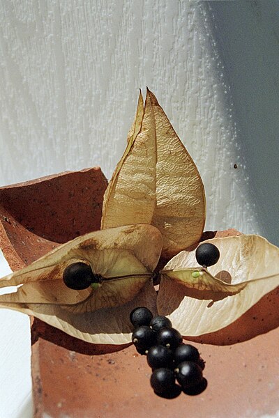 File:Fruits of Koelreuteria paniculata.jpg