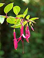 Fuchsia 'Zulu King'.