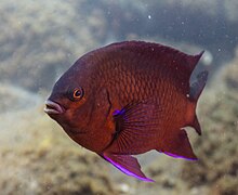 Fula negra (Abudefduf luridus), Madeira, Portekiz, 2019-05-31, DD 38.jpg