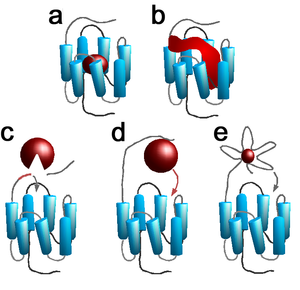 Ligandenbindung an G-Protein-gekoppelte Rezeptoren