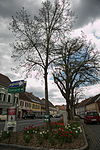 Avenue of lime trees