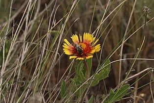 Gaillardia aristata