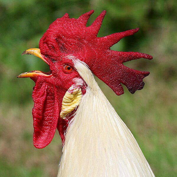 File:Gallus gallus domesticus male (Germany,Bodensee).jpg