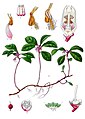 Gaultheria procumbens - Köhler–s Medizinal-Pflanzen-064.jpg