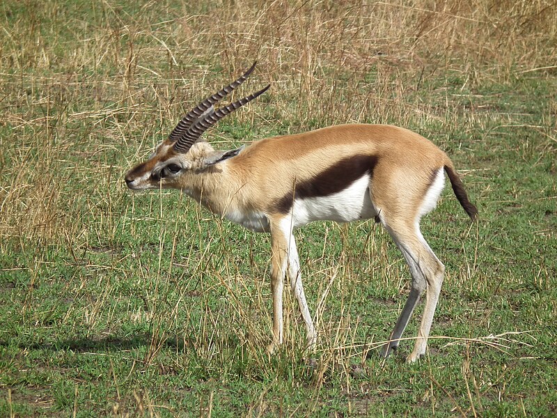 File:Gazella thomsonii Thomsons Gazelle in Tanzania 2573 Nevit.jpg