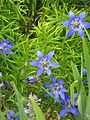 Gentiana paradoxa (9896312956).jpg