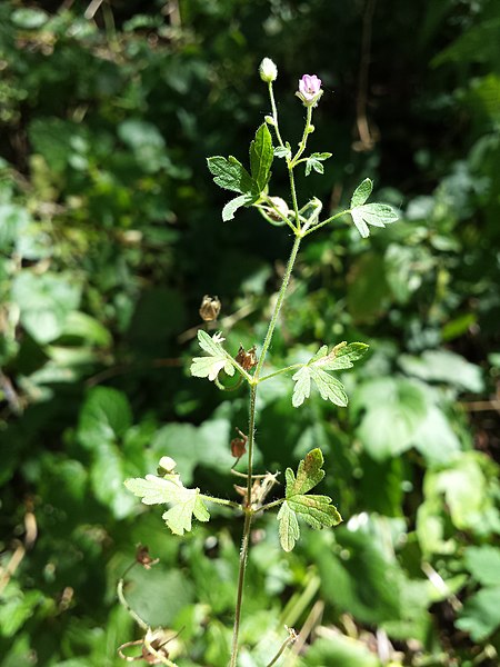 File:Geranium divaricatum sl2.jpg