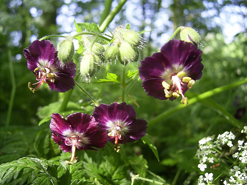 File:Geranium phaeum flowers.jpg
