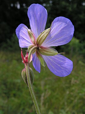 Other side of wood cranesbill flower.