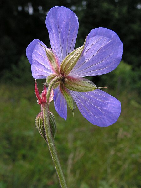 File:Geranium pratense 20140704 476.jpg