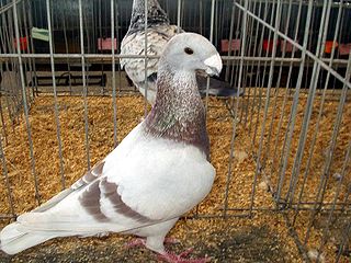 <span class="mw-page-title-main">German Beauty Homer</span> Breed of pigeon