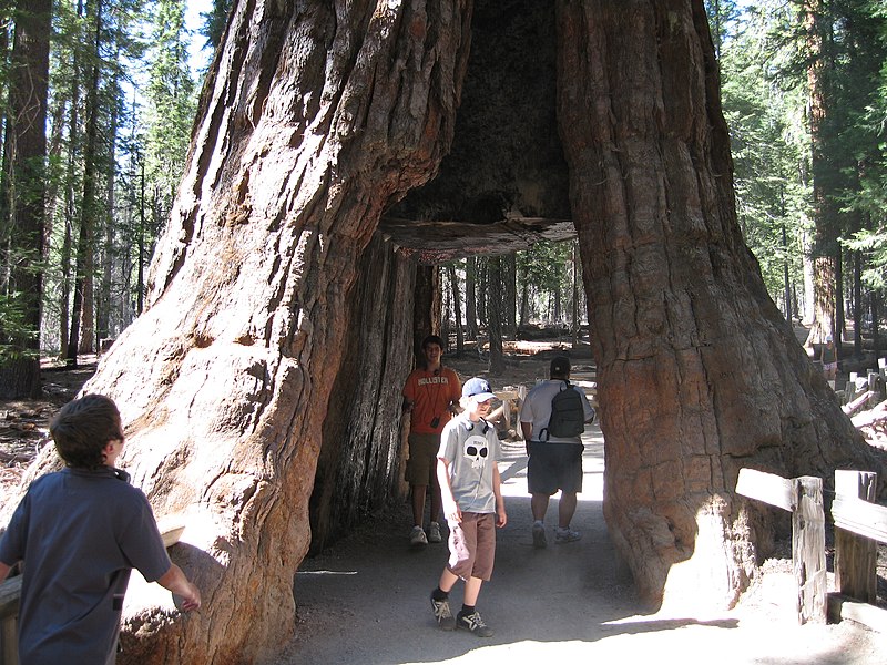 File:Giant sequoia california tunnel.jpg