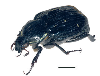 <i>Giesbertiolus linnaei</i> Species of beetle