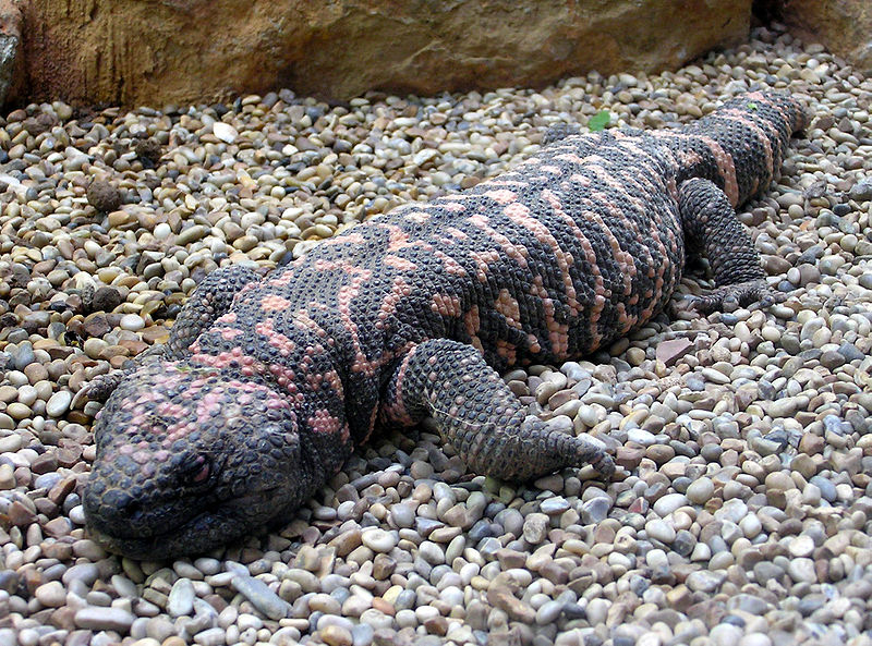 File:Gila.monster.arp.jpg