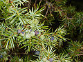 Juniperus communis