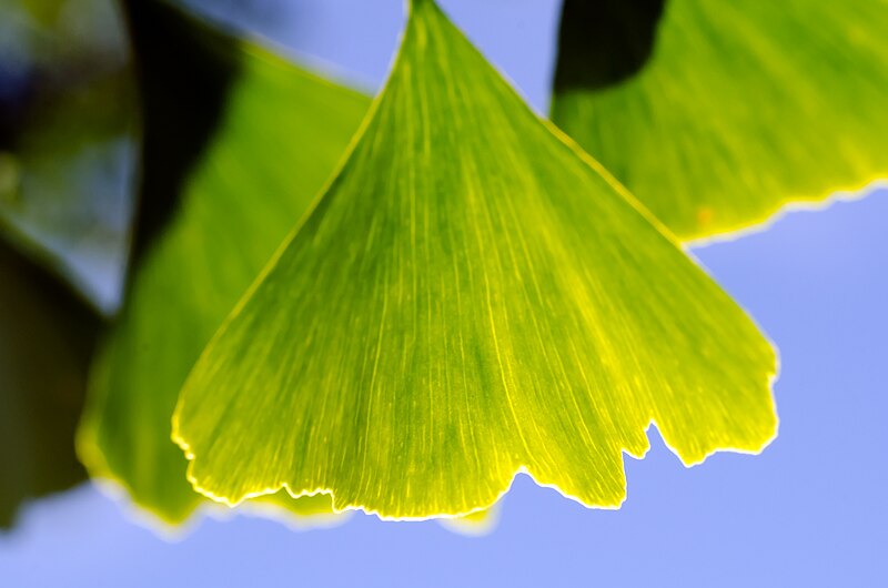 File:Ginko biloba leaves.jpg