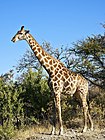 Giraffa camelopardalis angolensis, flip.jpg
