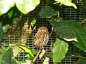 Glaucidium brasilianum -Macaw Dağı Kuş Parkı-8a.jpg