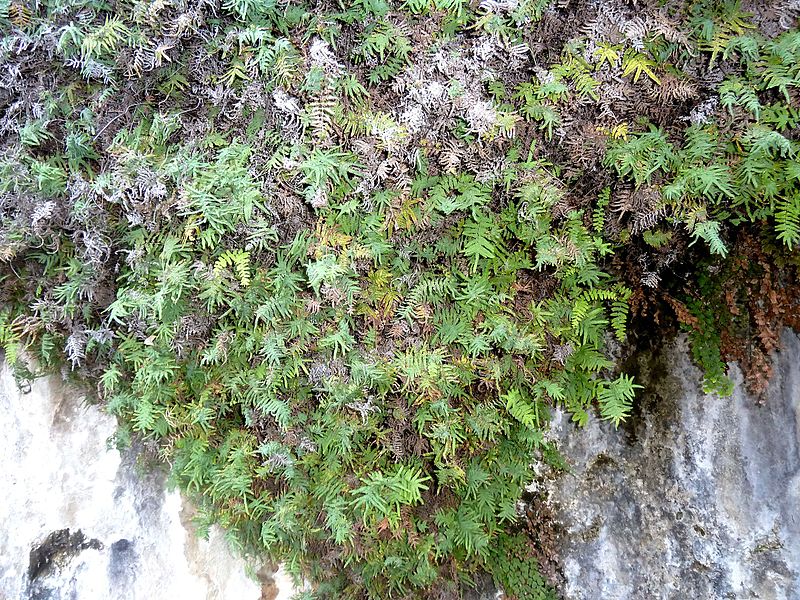 File:Gleichenia polypodioides, habitus, Meiringskloof, a.jpg