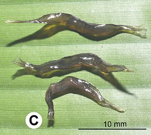 Lumbricina: Généralités, Densité et biomasse, Classifications